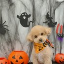 몽블리 펫샵 이미지