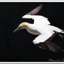 Gannet Bird 이야기 이미지