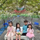 코코농원 | 포도따기체험후기_코코포도농원(+근처 맛집,카페추천)