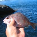 상사리(상) 이미지