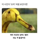향천집 | 아산 오리주물럭 은행나무길 맛집 정갈하고 친절한 향천골오리