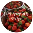 품곡리 | 문의면 딸기밭체험/딸기농장/ 생명딸기/딸기밭체험/청주시 딸기밭/생명딸기