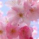 봄이오네 이미지