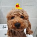 삐삐 펫살롱 이미지