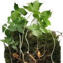 명현축산 | 산삼 효능 뇌두 복용법 명현현상 알아봅니다