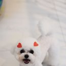 포비 펫 살롱 이미지