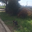 깜돌 흑돼지 이미지