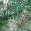 관매도 후박나무 이미지