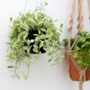 [반려학습] 반려 식집사의 식물이야기 | 초보도 금손되는 행잉식물! 디시디아, 키우기 쉬운 반려식물 완벽 가이드