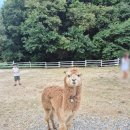 가평 양떼목장 이미지