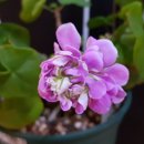 그린아이즈 이미지