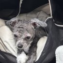 아너스요양병원 | 송수길 슬개골수술 후기1_아너스동물병원