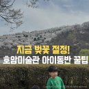 갈지할머니경로당 | 호암미술관 벚꽃 절정! 지금 안가면 끝! 아이동반 코스 주차 꿀팁까지