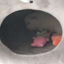 백복이네