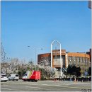 (주)한국포조텍산업 | [공지] 여의도 봄꽃축제 전날 윤중로 벚꽃 만개 실시간 후기