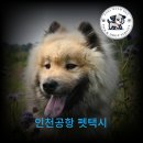 대전펫택시 네이버블로그