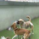 도그어스플래닛 영종도점 이미지