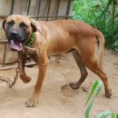 하리 농장 이미지