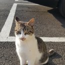 냥냥쌀롱 이미지