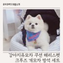 펫크루즈 이미지