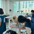 정애견미용학원 - 창원시 진해구 진해대로921번길 3 | 정애견미용학원