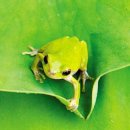 청개구리 이미지