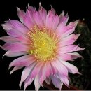 팜카밀레 이미지