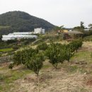 남원읍 하례2리 금물과원(禁物果園) 터 이미지