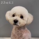 코코아도그 이미지