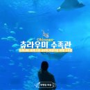 바다해(바다海) | [오키나와여행] 오키나와 북부 아름다운 바다 츄라우미 수족관 인생샷 남기기(위치/주차/입장료)