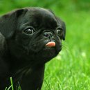 펫츠토리 이미지