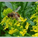 냉이꽃 민박 이미지