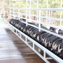 고목목장 이미지