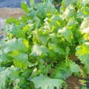 덕이농장 이미지