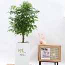 운정떡