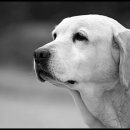 무지개다리 이미지