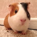 우마이라멘 in B.con | 찐빵 되겠어요