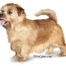 텐시퍼피 이미지