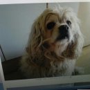 선동물병원 이미지