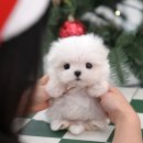 연제구-045 | 부산강아지분양 함께하는 단짝