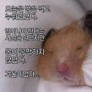 예인고우 | 칠공주모임
