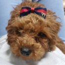 야옹아 멍멍해봐 오산점 이미지