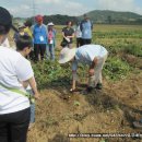 흥부 농장 이미지