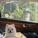 샤브샤브 인 헤이리 | 파주 헤이리마을, 흑사당 &amp; 헤이리 인 샤브샤브 애견동반 후기