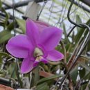 Cattleya nobilior rubra &#39;Giletuni Himeji&#39; HCC/ DIOS 이미지