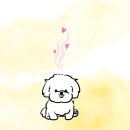 모스트미 | 땀 냄새 대신 코튼 화이트 향수 '다이소 _'데일리 콤마 모스트오드 퍼퓸 내 돈 내산후기
