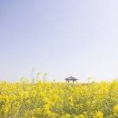 워즈워드의 명시(名詩)(11) 나비에게 이미지