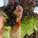 신진식육식당 | [공지] 진주 현지인 맛집 진주역 근처 맛집 또오리식육식당 후기