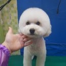 파주애견미용센터 이미지