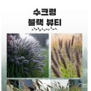 강화 토종 맷돌 호박씨(마감) 이미지